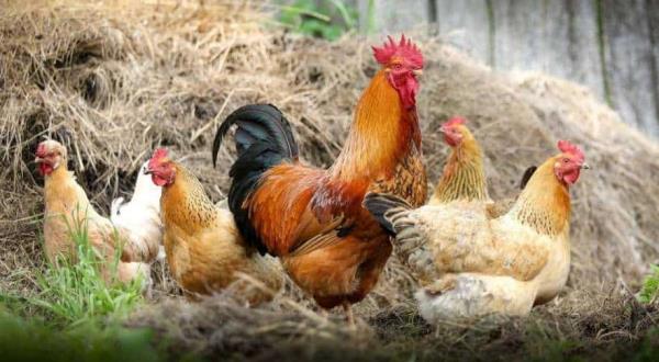 从曼哈顿到马来西亚，为什么鸡越来越贵?